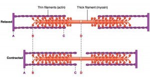 Muscle Contraction Diagram